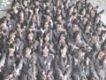 桜の花びらたち2008