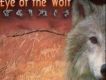 Eye of The Wolf 狼的眼睛