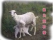 孫志剛歌曲歌詞大全_孫志剛最新歌曲歌詞