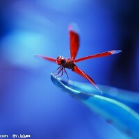 紅蜻蜓圖片照片_紅蜻蜓