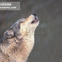 狼嘯圖片照片_狼嘯
