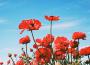 I Loved You, What Happened?專輯_Fiji BlueI Loved You, What Happened?最新專輯