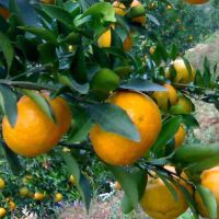 Orange Blue圖片照片_Orange Blue