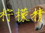 拯救世界的狗子歌曲歌詞大全_拯救世界的狗子最新歌曲歌詞