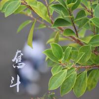項炳熙歌曲歌詞大全_項炳熙最新歌曲歌詞