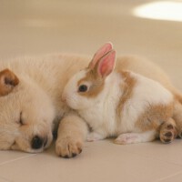 lovely圖片照片_lovely
