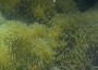 Sway專輯_billy eckstineSway最新專輯