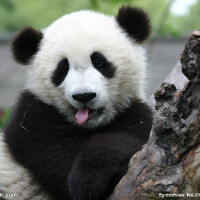 Panda圖片照片_Panda