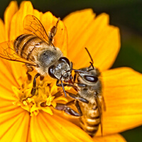 Bees圖片照片_Bees