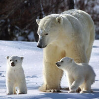 Polar圖片照片_Polar