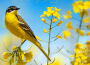 Morning Sunrise, Vol. II專輯_Tim JanisMorning Sunrise, Vol. II最新專輯