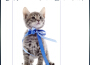 Cat Music Dreams歌曲歌詞大全_Cat Music Dreams最新歌曲歌詞