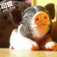 縵珠莎樺圖片照片_縵珠莎樺
