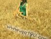 康熙王朝悲傷背景音樂歌詞_傷感歌曲康熙王朝悲傷背景音樂歌詞