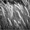 Elysian Fields圖片照片_Elysian Fields