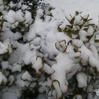 兒雪圖片照片_兒雪