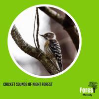 Cricket Sounds of Night Forest