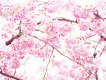 Sakura圖片照片_Sakura