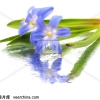 Blue Spring圖片照片