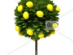Lemon Tree圖片照片_Lemon Tree