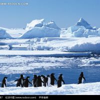 ANTARCTICA圖片照片_ANTARCTICA