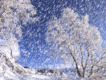 淒 涼 雪圖片照片