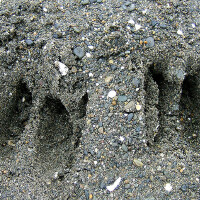 The Deer Tracks圖片照片_The Deer Tracks