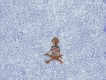 SZA歌曲歌詞大全_SZA最新歌曲歌詞
