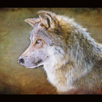 Wolf&nbsp;Parade圖片照片_Wolf Parade