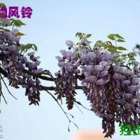 紫色風鈴圖片照片_紫色風鈴