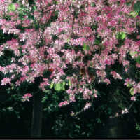 紫荊花盛開