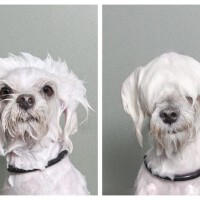 Wetdog圖片照片_Wetdog