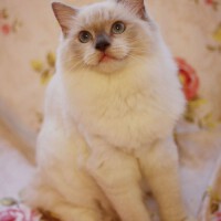 Ragdoll圖片照片_Ragdoll