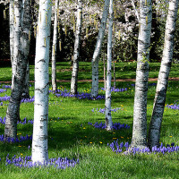 The White Birch圖片照片_The White Birch