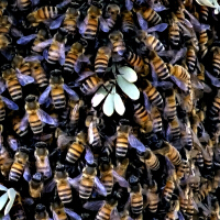 Bees圖片照片_Bees