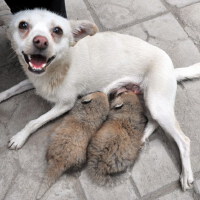Wetdog圖片照片_Wetdog