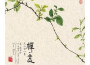 禪意專輯_趙家珍禪意最新專輯