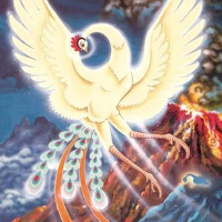 火之鳥圖片照片_火之鳥