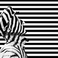 Black&nbsp;Flag圖片照片_Black Flag