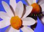 Fruit (Live)專輯_The Blue AeroplanesFruit (Live)最新專輯