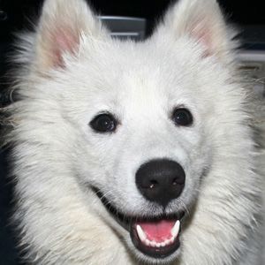 犬心犬意專輯_網路秀犬心犬意最新專輯