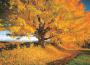 Flowers In October專輯_Tim JanisFlowers In October最新專輯