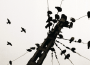 Something To Live For (Halogen Remix)專輯_HalogenSomething To Live For (Halogen Remix)最新專輯