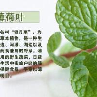 薄荷葉圖片照片_照片寫真