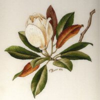 Magnolia圖片照片_Magnolia