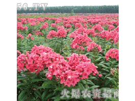藝萱圖片照片_藝萱