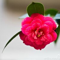 綠昕圖片照片_綠昕