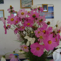 曾經開滿鮮花圖片照片_曾經開滿鮮花