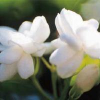 茉莉花圖片照片_茉莉花
