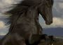 Black Horse